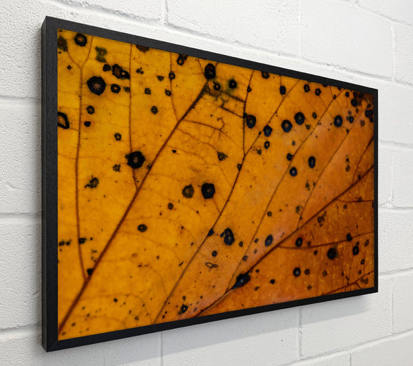 Golden Leaf Veins