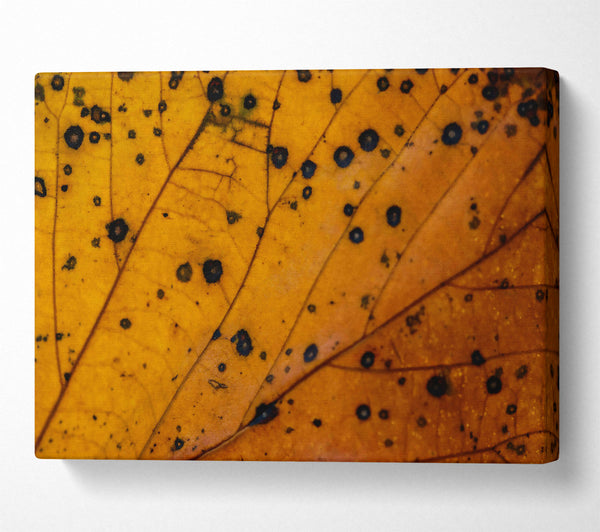  A Canvas Print of Golden Leaf Veins Canvas Wall Art