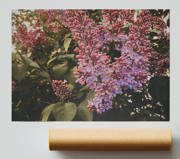 Lilac Bloom In Pink Poster