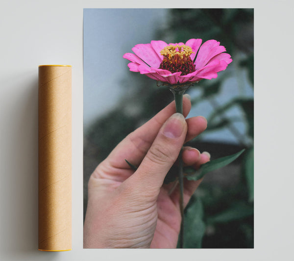 Pink Flower'S Grace Poster