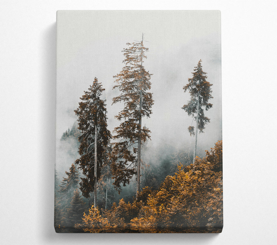  A Canvas Print of Golden Foggy Pines Canvas Print