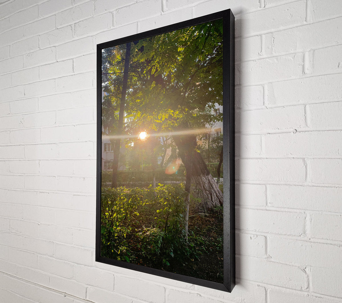  A Canvas Print of Golden Sunbeams Through Trees Canvas Wall Art