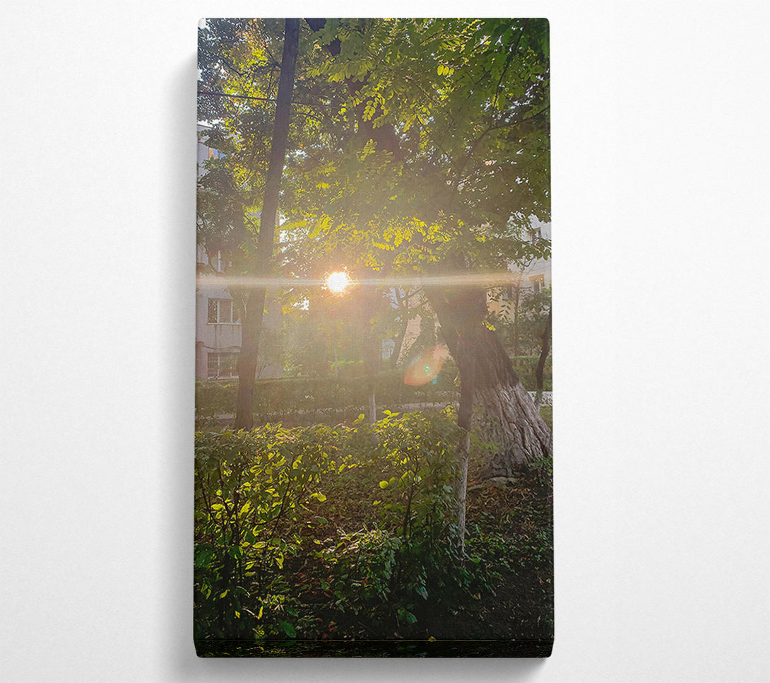  A Canvas Print of Golden Sunbeams Through Trees Canvas Wall Art