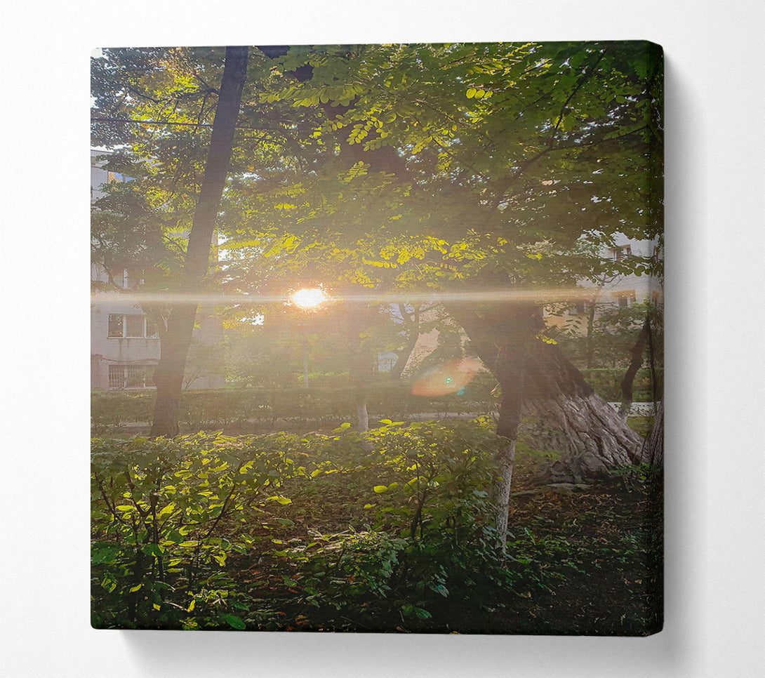  A Canvas Print of Golden Sunbeams Through Trees Canvas Wall Art