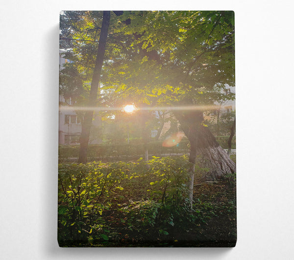  A Canvas Print of Golden Sunbeams Through Trees Canvas Wall Art