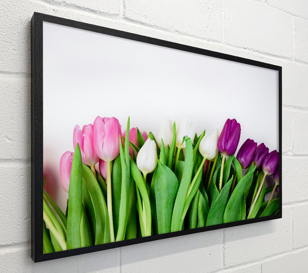 Purple Tulip Bloom