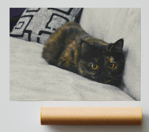Black And Orange Gaze Poster