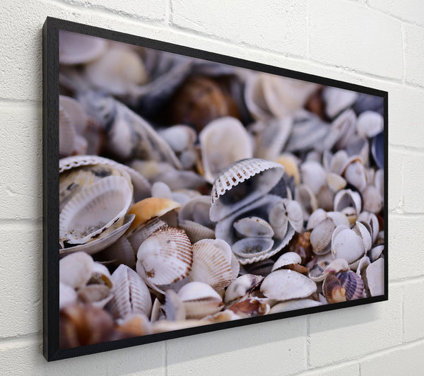White Seashell Symphony