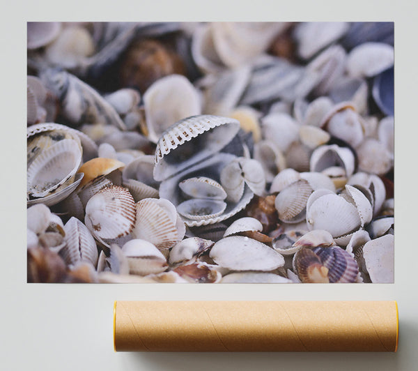 White Seashell Symphony Poster
