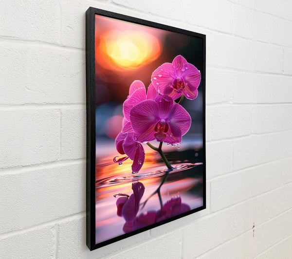Pink Orchid Reflection