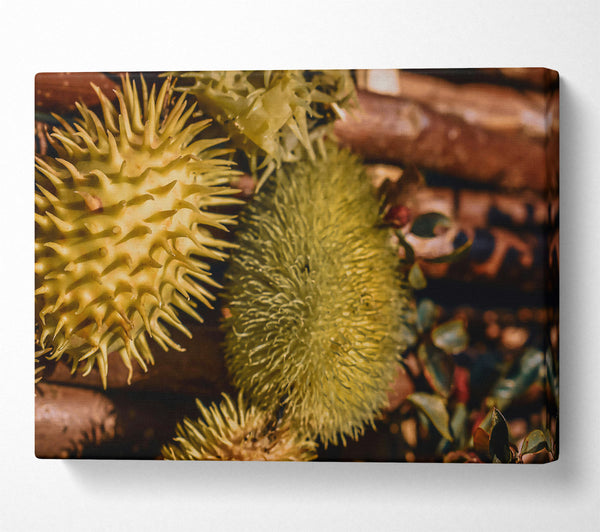  A Canvas Print of Golden Spiky Forms Canvas Print