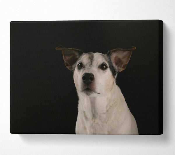  A Canvas Print of Black & White Wonder Canvas Print