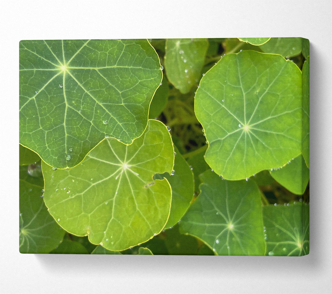  A Canvas Print of Emerald Dew Drops Canvas Wall Art