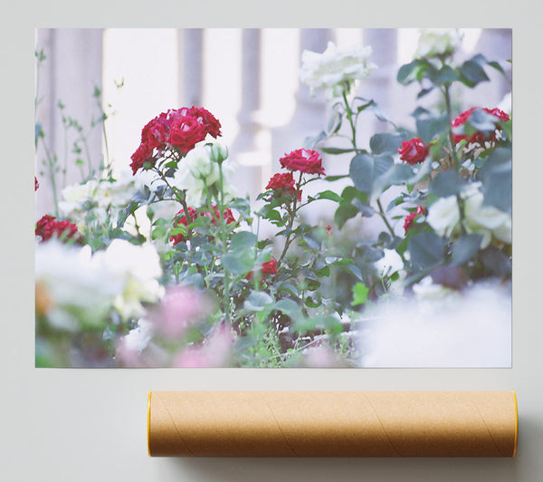 Crimson Garden Bloom Giclee Print