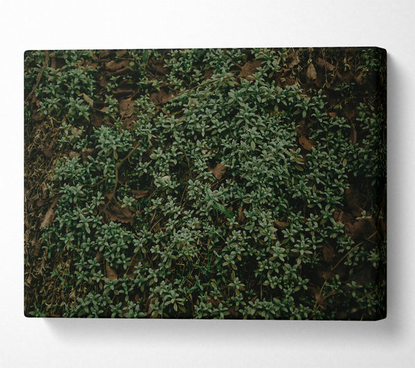  A Canvas Print of Emerald Forest Floor Canvas Art