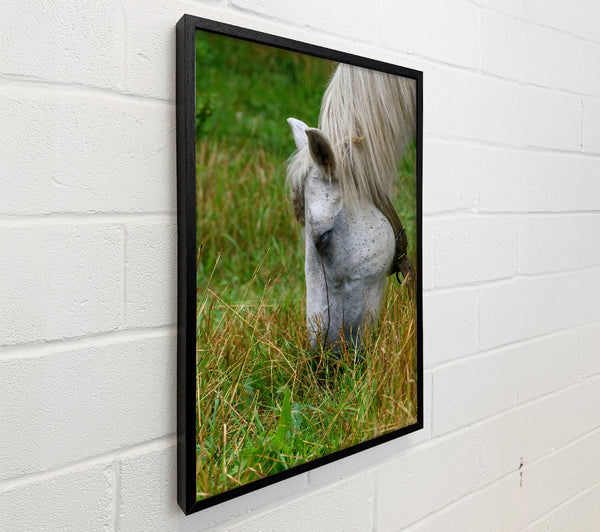 White Horse Grazing Green Grass
