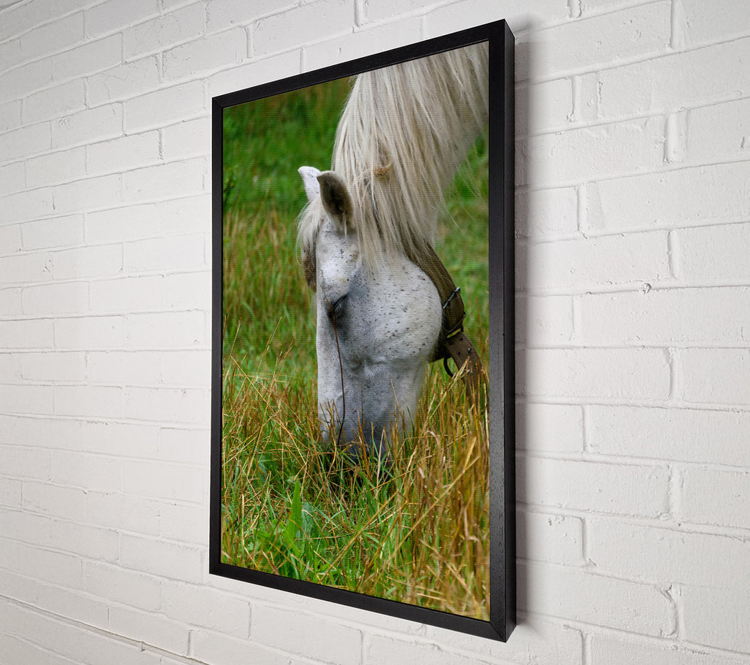  A Canvas Print of White Horse Grazing Green Grass Canvas Art