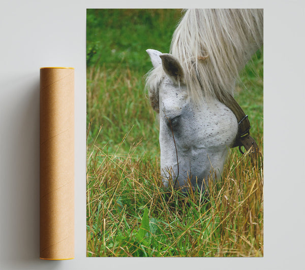 White Horse Grazing Green Grass Giclee Print