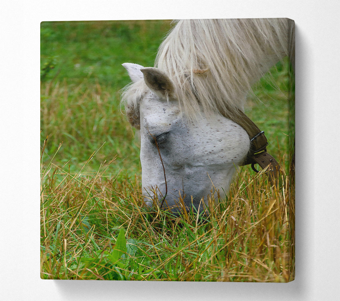  A Canvas Print of White Horse Grazing Green Grass Canvas Art
