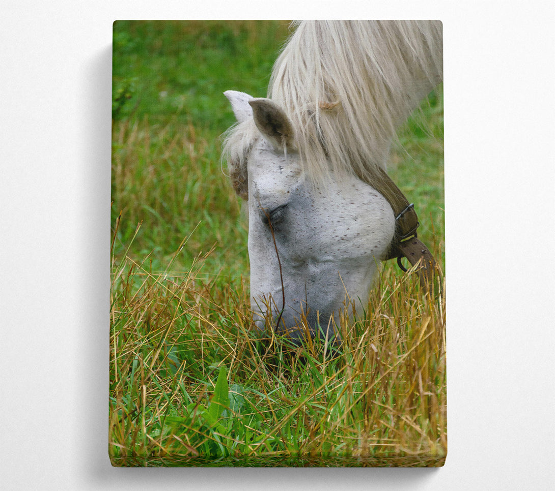  A Canvas Print of White Horse Grazing Green Grass Canvas Art