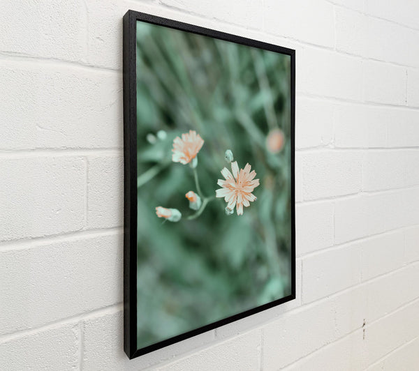Peach Flower Bloom
