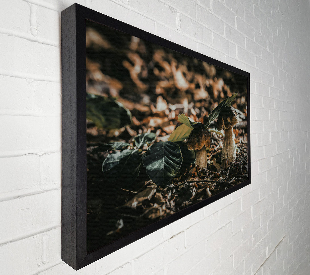  A Canvas Print of Forest Floor Fungi Canvas Print