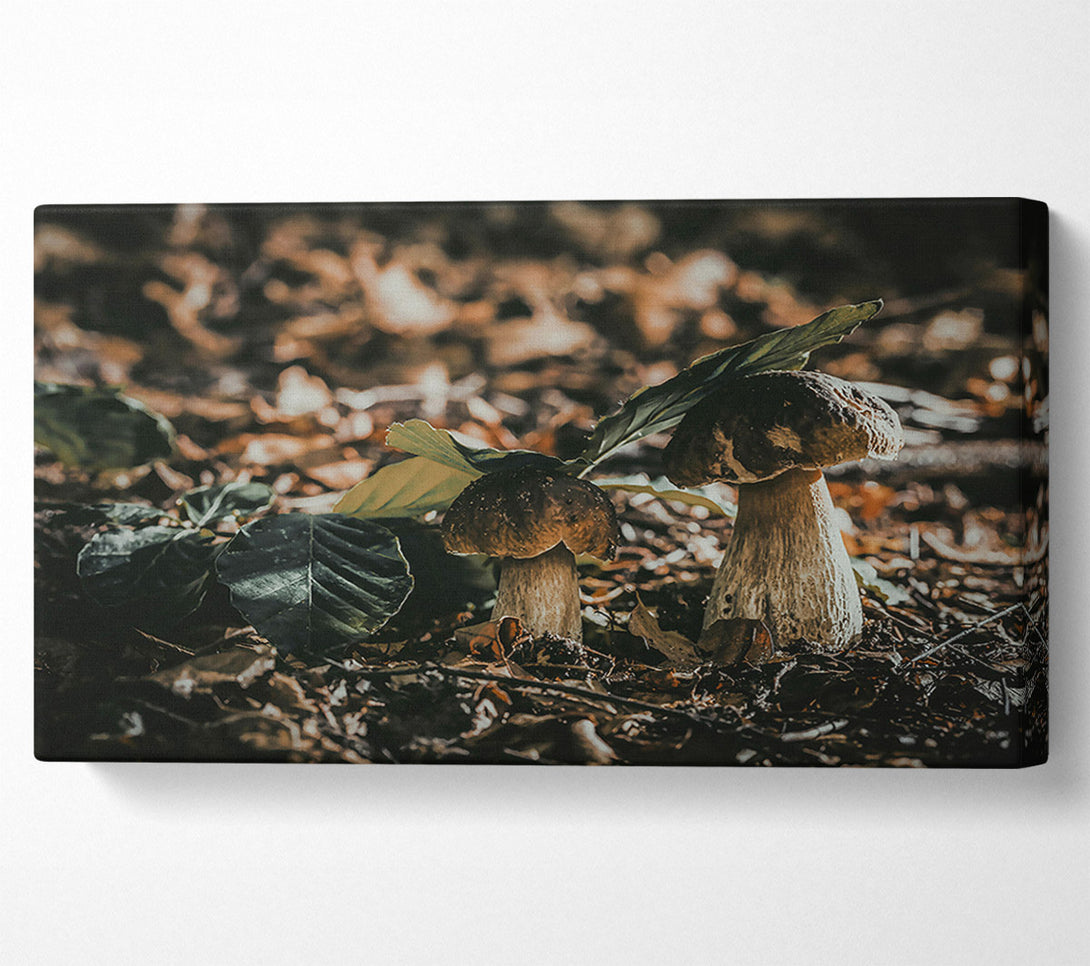 A Canvas Print of Forest Floor Fungi Canvas Print