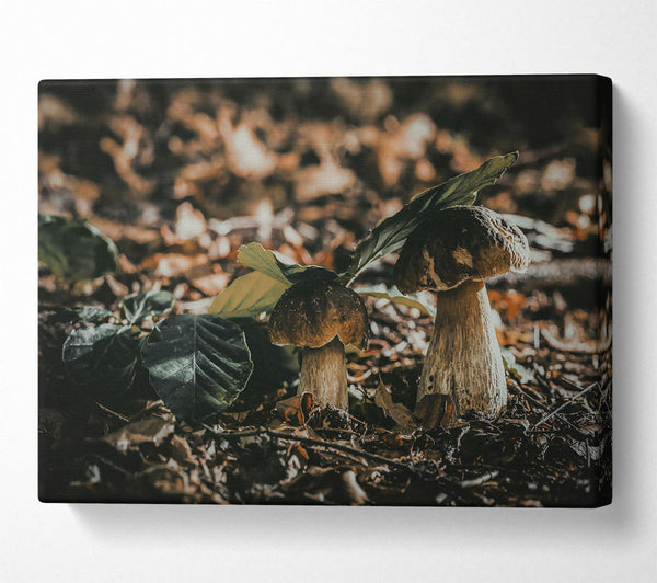  A Canvas Print of Forest Floor Fungi Canvas Print