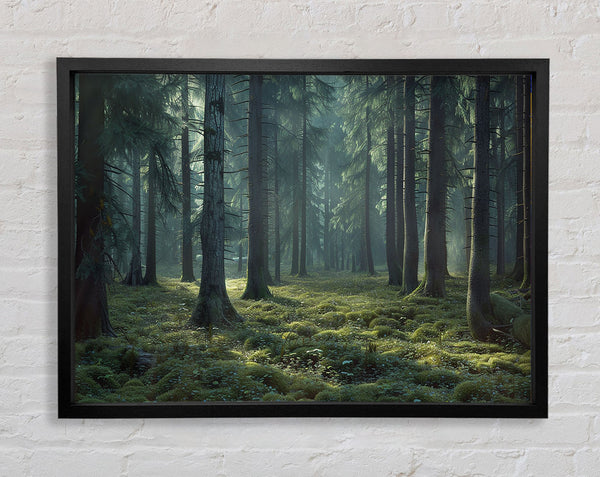 Ancient Forest Framed Print