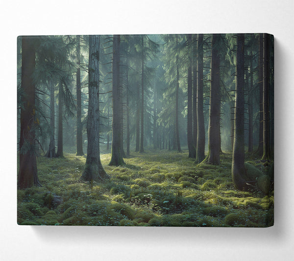  A Canvas Print of Ancient Forest Canvas Print