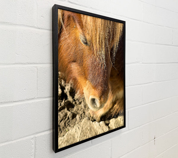 Golden Horse Sniffing