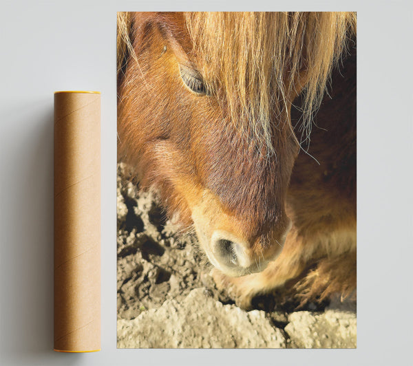 Golden Horse Sniffing Print