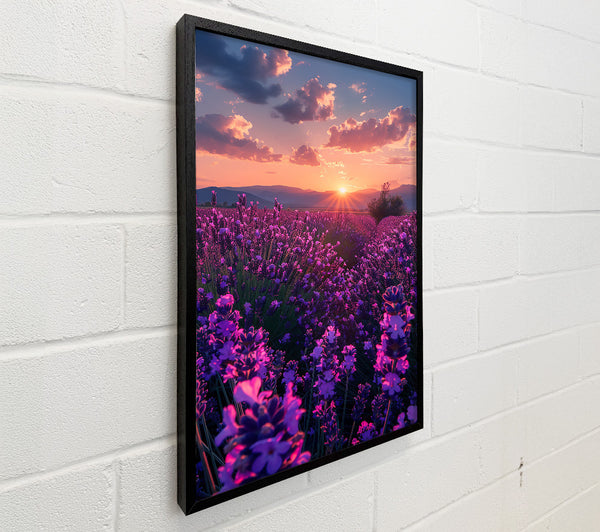 Purple Lavender Sunset