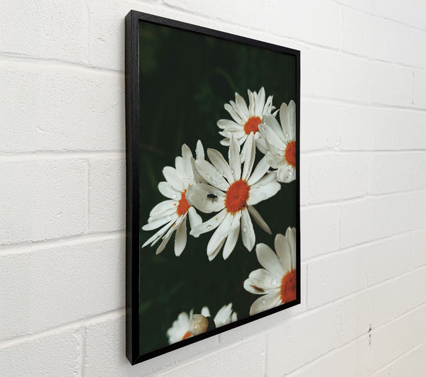 Orange-Hearted Daisies