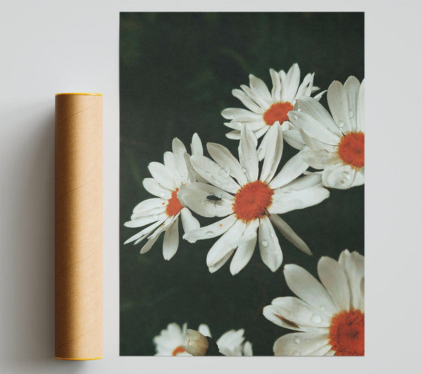 Orange-Hearted Daisies Print