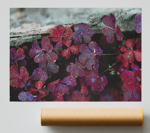 Crimson Clover Dew Print