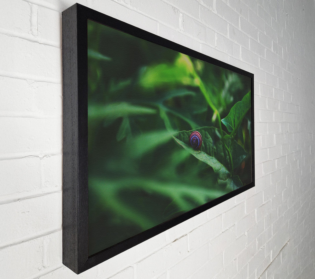  A Canvas Print of Green Snail Shell Canvas Art