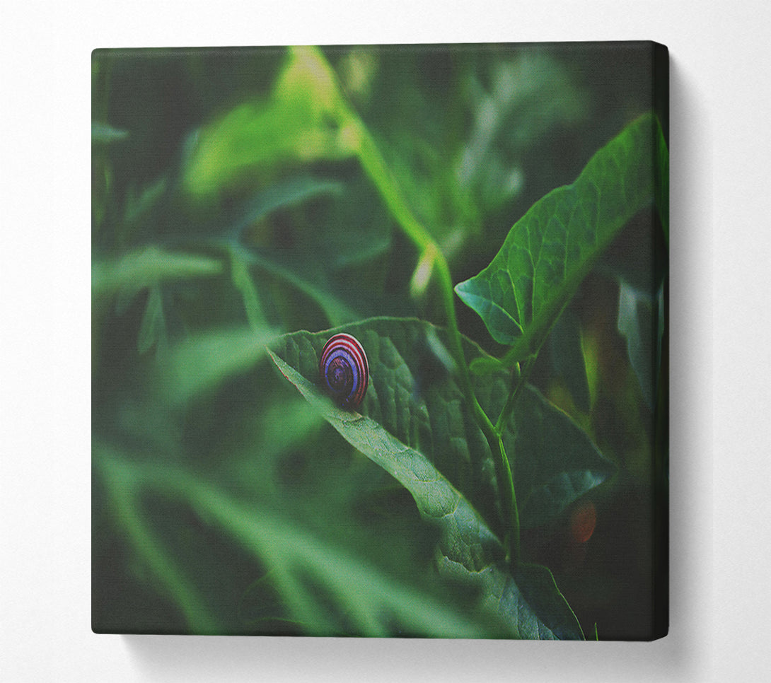  A Canvas Print of Green Snail Shell Canvas Art