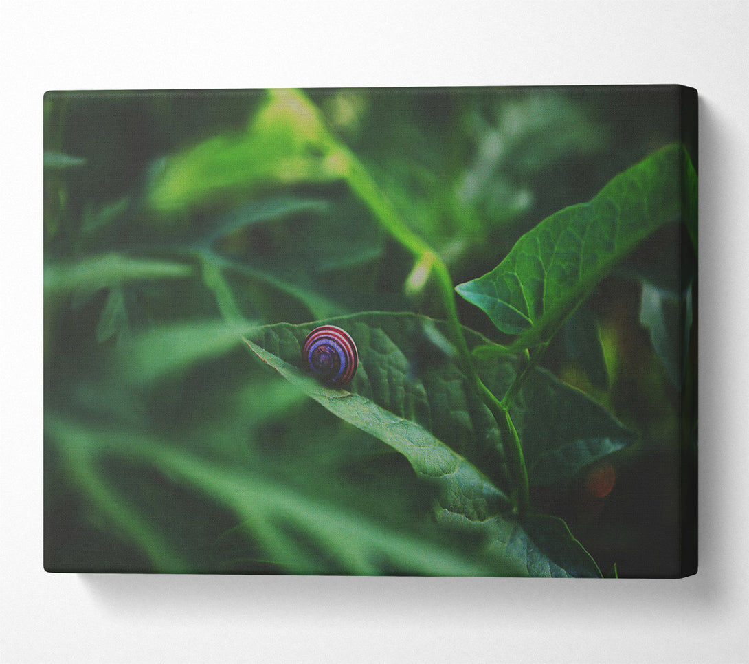  A Canvas Print of Green Snail Shell Canvas Art