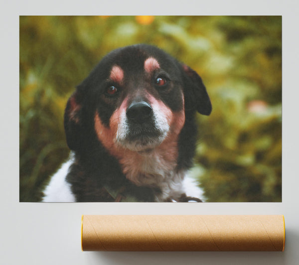 Black And Brown Gaze Giclee Print