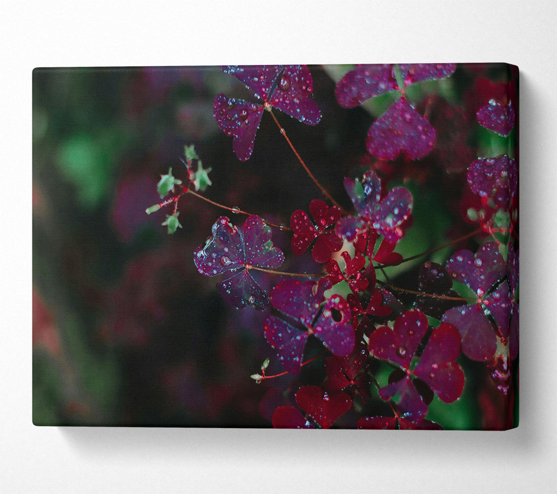  A Canvas Print of Crimson Dew Drops Canvas Print