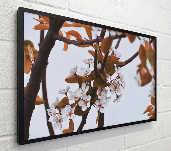 White Blossoms On Brown Branches