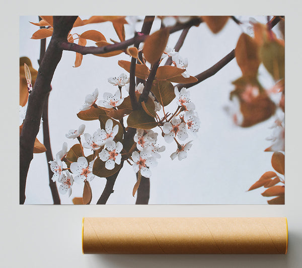 White Blossoms On Brown Branches Print