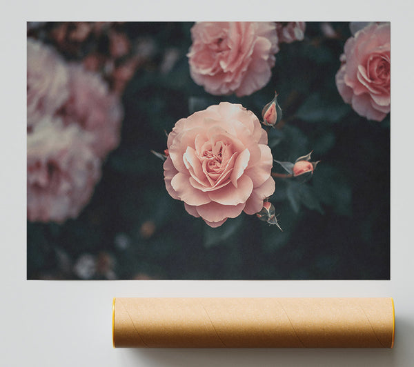 Pale Pink Rose Bloom Giclee Print
