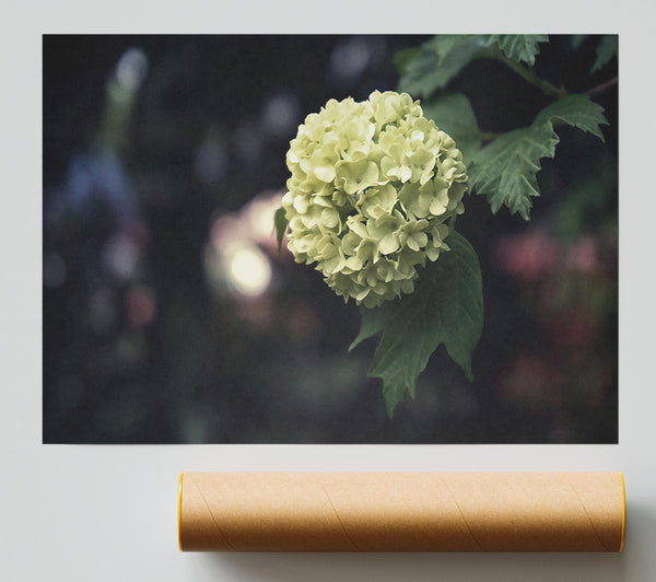 Pale Green Bloom Giclee Print