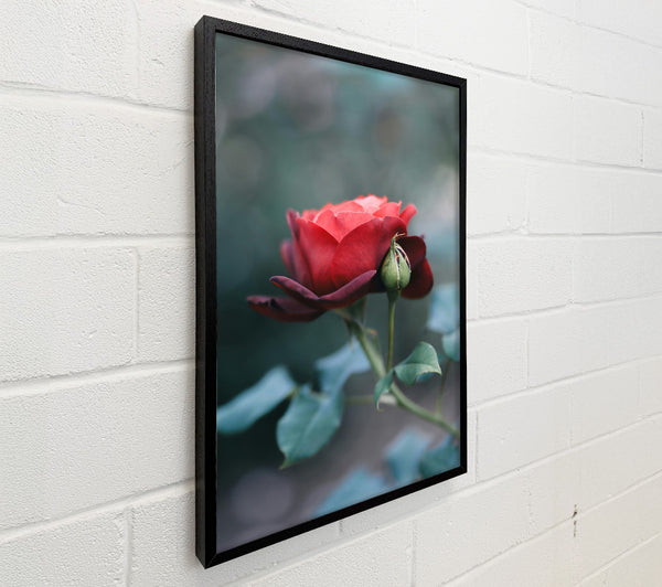 Crimson Rose Bud Bloom