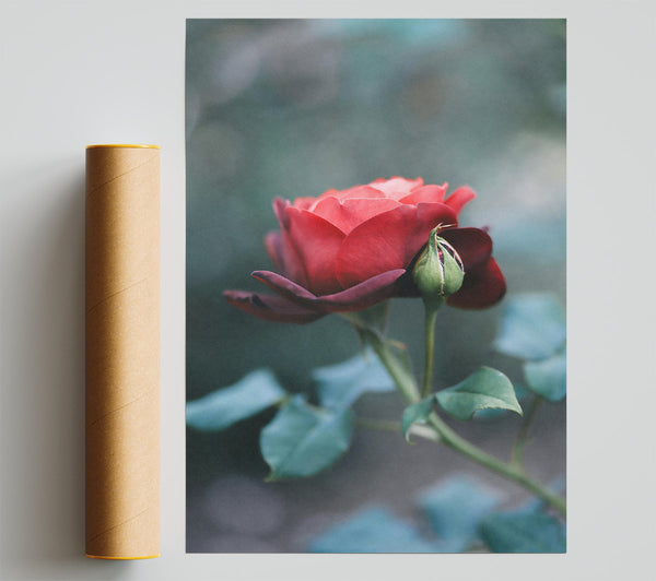 Crimson Rose Bud Bloom Print