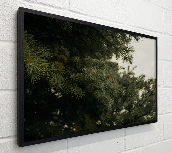 Evergreen Canopy Green