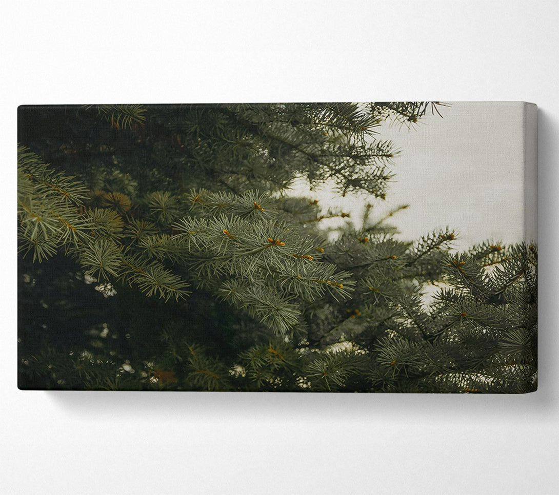  A Canvas Print of Evergreen Canopy Green Canvas Print