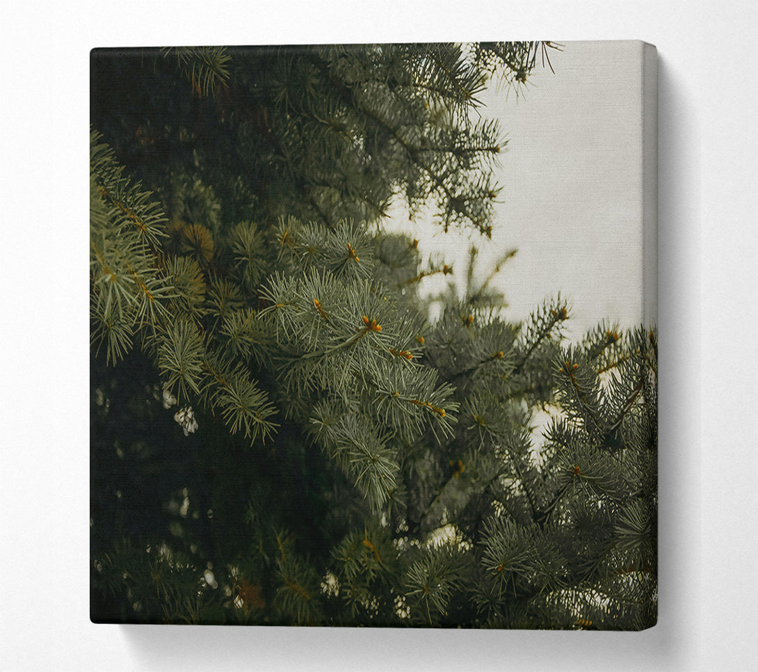  A Canvas Print of Evergreen Canopy Green Canvas Print